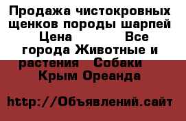 Продажа чистокровных щенков породы шарпей › Цена ­ 8 000 - Все города Животные и растения » Собаки   . Крым,Ореанда